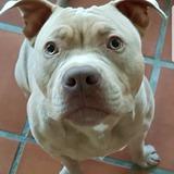 HUESO avatar