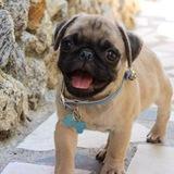 Chencho avatar