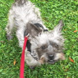 Rocko avatar
