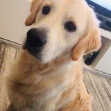 Simba avatar