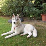 Kobe (pronunciado Cobi) avatar