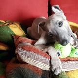 Rufus avatar