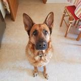 Noah avatar