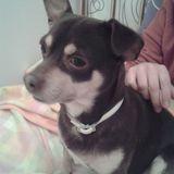 COCO avatar