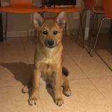 Chula avatar