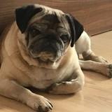 Rufo avatar