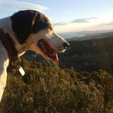 Laika avatar