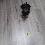 Pistacho avatar