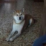 Leki avatar