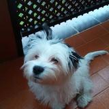 Ideafix avatar