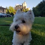 Darcy avatar