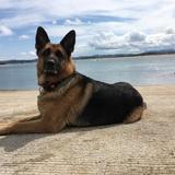 LUA avatar