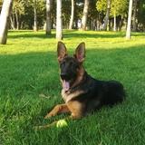 Gus avatar