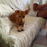 Nala avatar