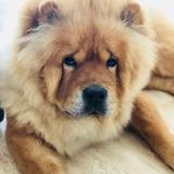 Bruno avatar
