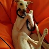 APOLO avatar