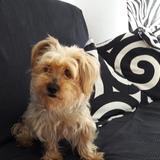 Pichy avatar