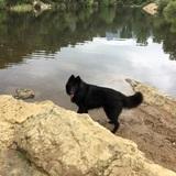 Blacky avatar