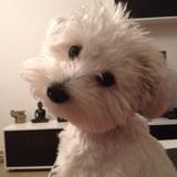 Dolce  avatar