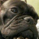 Otto avatar