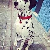 Woody avatar