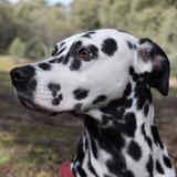 Kiara  avatar
