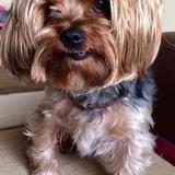 Rufo avatar