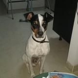 Travieso avatar