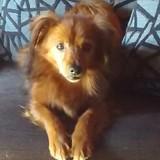Chiqui avatar