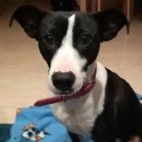 perla avatar