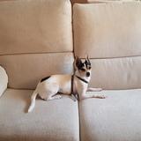 Pizca avatar
