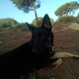 Laila avatar