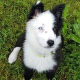 Ortzi avatar