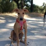 Forrest avatar