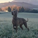 Hobbes avatar