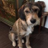 Cooper avatar
