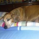 Canela avatar