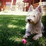 Galia avatar