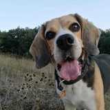 Bruno avatar