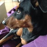 Lola avatar
