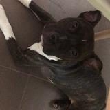 Roco avatar