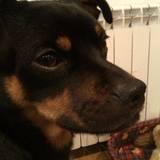 Tayson avatar