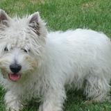Zeus avatar