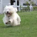Rocco avatar