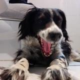 Pepo avatar