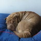 Nala avatar