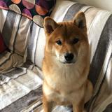 Koby avatar