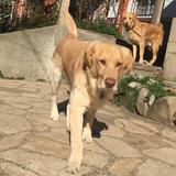 Pippo avatar