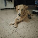 Muus avatar