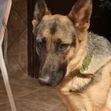 Nala avatar